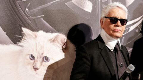 Ein Jahr Danach Was Wurde Aus Karl Lagerfelds Katze Choupette