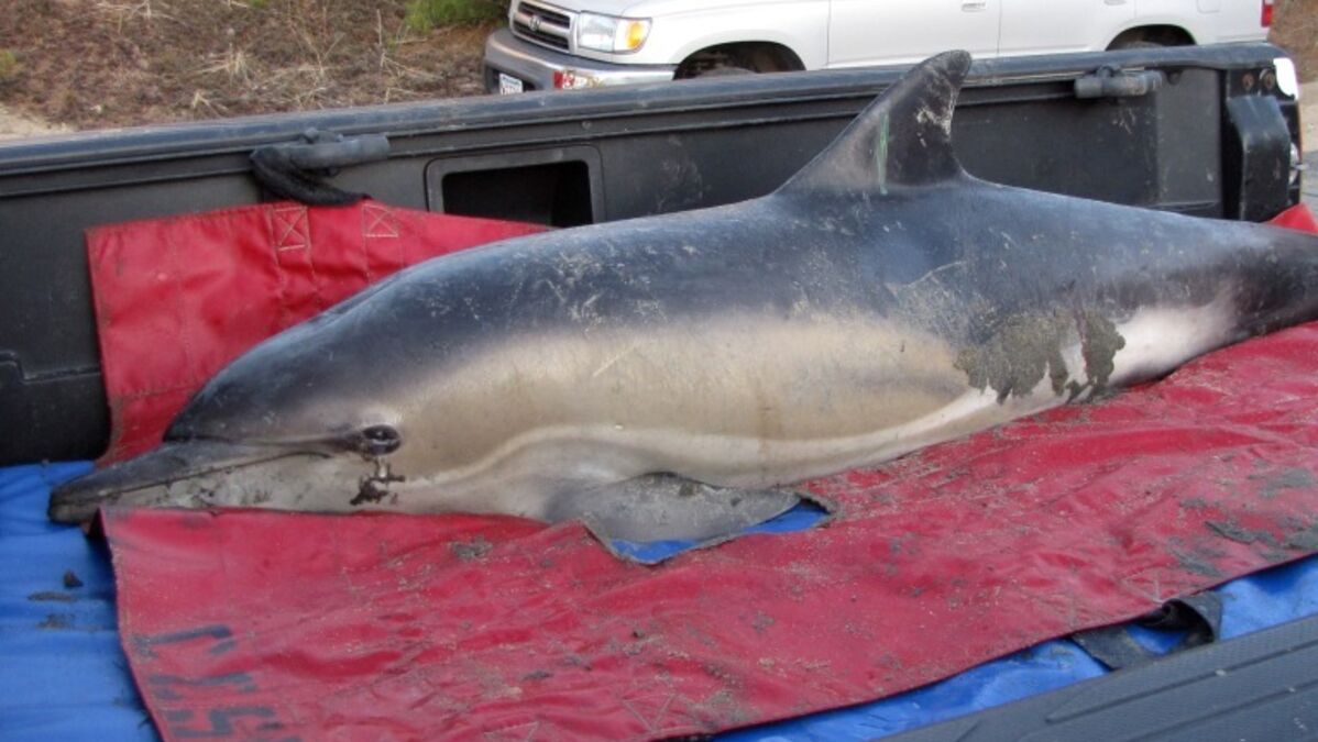 178 dauphins se sont échoués sur les plages de Cape Cod depuis janvier