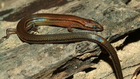 D Couverte Dune Nouvelle Esp Ce De L Zard Aveugle Et Sans Pattes