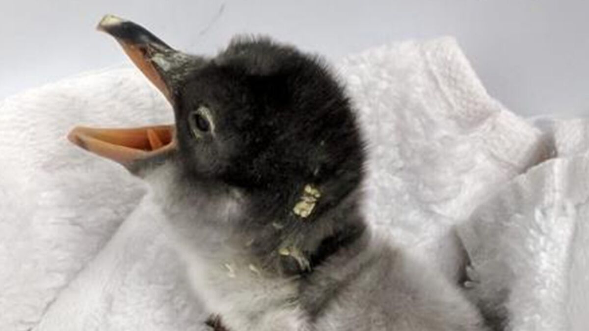 Un Couple De Manchots Papous M Les Vient De Mettre Au Monde Un Petit En