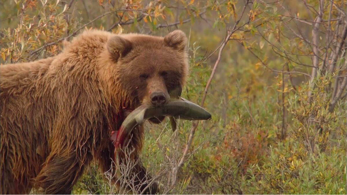 Comment réagir face à une attaque d ours ce geste réflexe qui peut