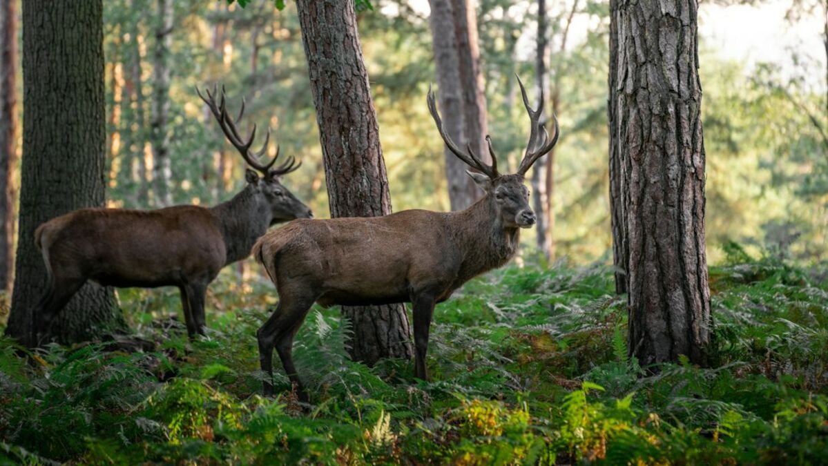 Quelle Est La Diff Rence Entre Un Cerf Et Un Chevreuil