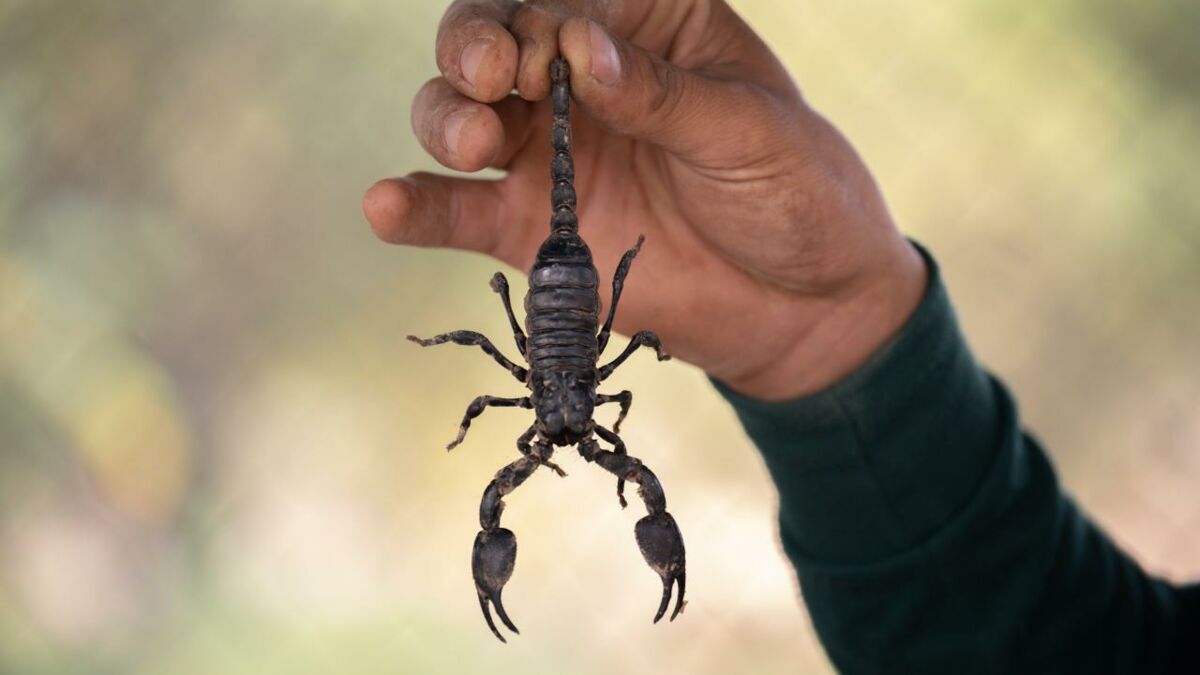 Astro Tout Ce Qu Il Faut Savoir Sur Le Signe Du Scorpion