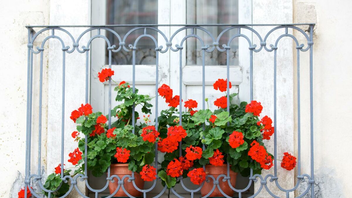 Comment Avoir Un Balcon Fleuri Toute L Ann E