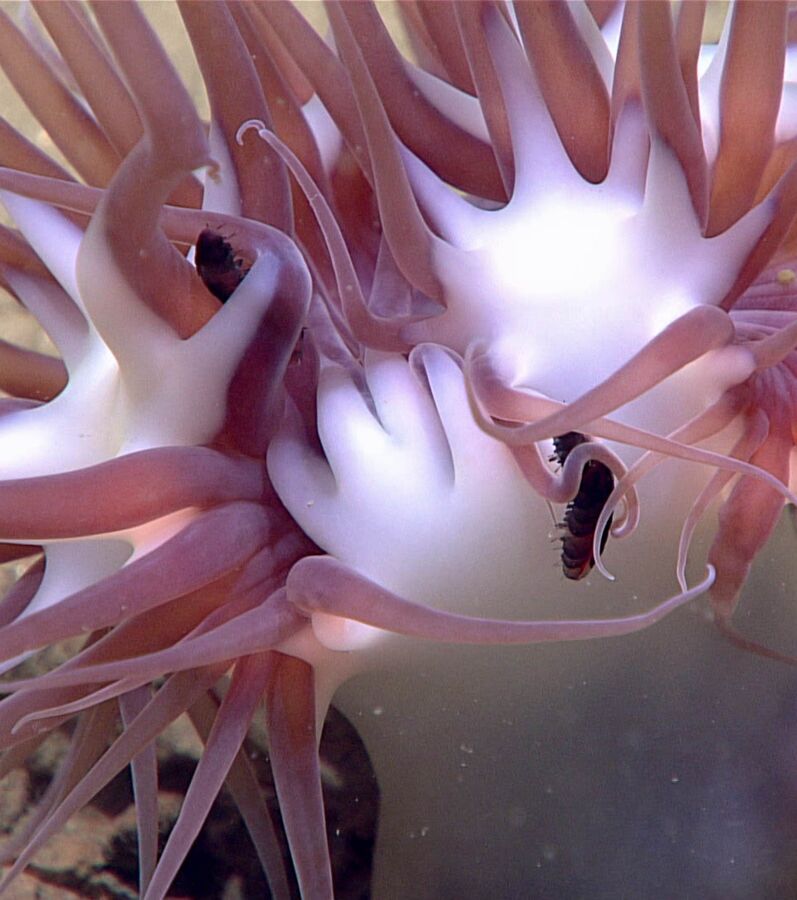 Ces photos dévoilent d étranges créatures sous marines rencontrées dans