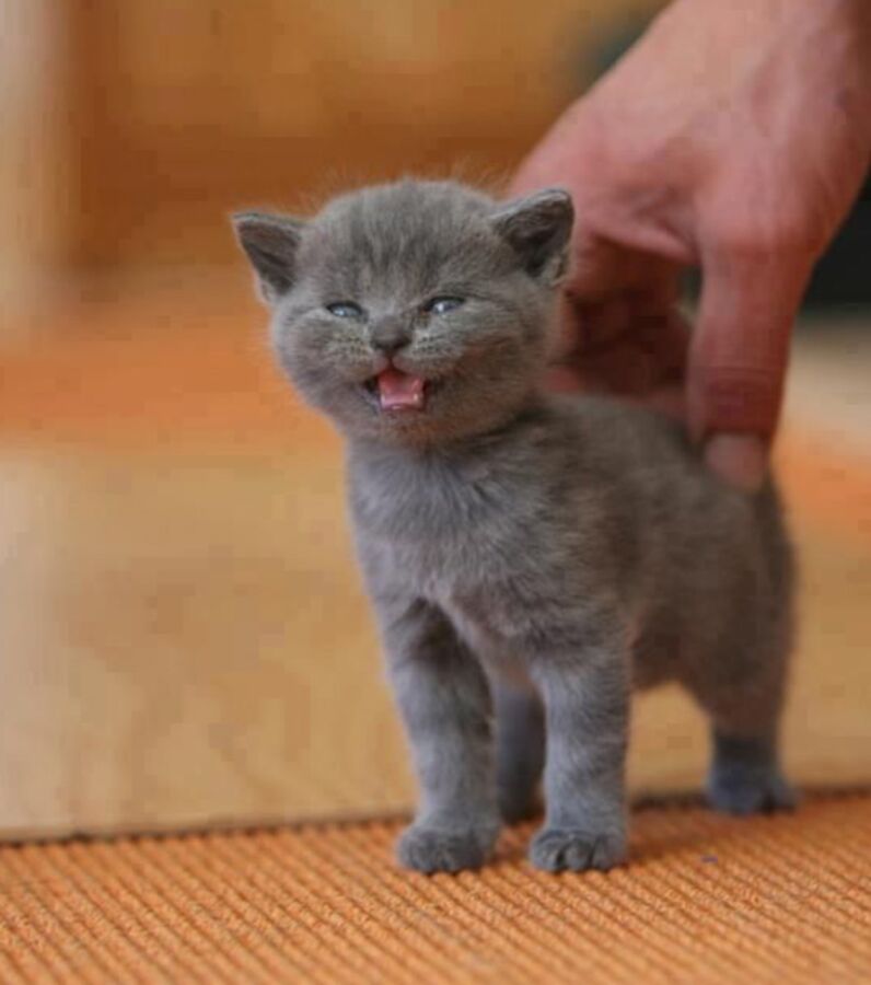 Top 10 Des Plus Mignons Des Chatons Chartreux