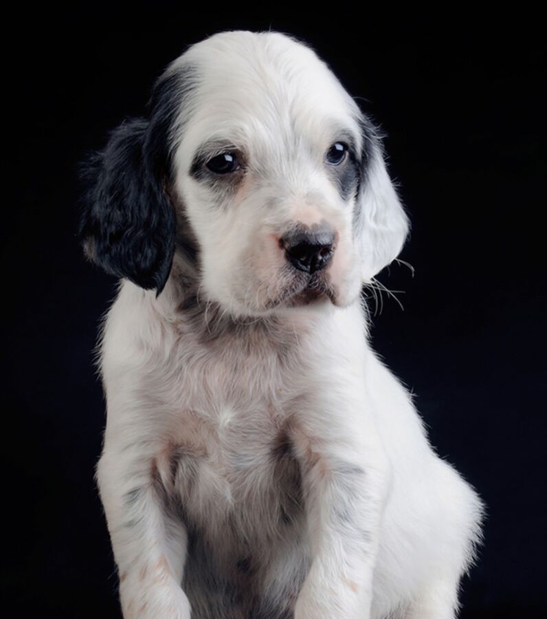 Photos Ces Chiots Setter Anglais Vont Vous Faire Fondre