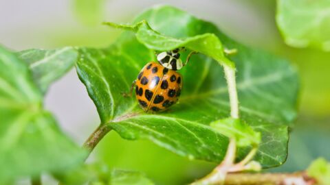 Des milliers de coccinelles distribu es Paris pour remplacer les