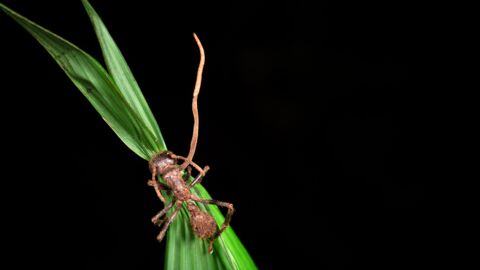 La redoutable fourmi de feu, capable de dévorer ses victimes jusqu