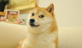Le légendaire shiba Kabosu à l'origine du meme Doge disparaît à l'âge de 18 ans