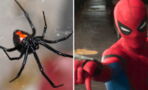 Bolivie : 3 frères se font mordre par une Veuve noire pour devenir Spider-Man et finissent à l'hôpital