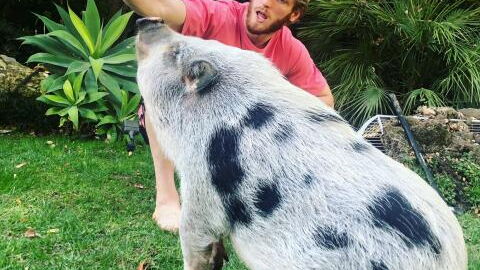 Logan Paul : son cochon retrouvé mutilé, le youtubeur s'explique