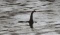 Après la Zone 51, 60000 personnes veulent aller chercher le Monstre du Loch Ness