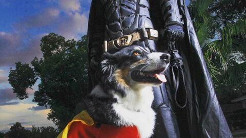 Ce Batman dédie sa vie à la protection... des animaux !
