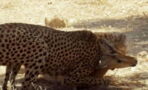 This Cheetah Was Mid-Hunt When Another Furious Predator Showed Up