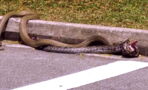 King cobra vs python: the ultimate street brawl
