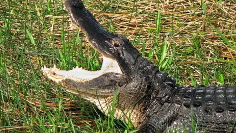 Man Causes Chaos By Walking Into An Off-License With An Alligator