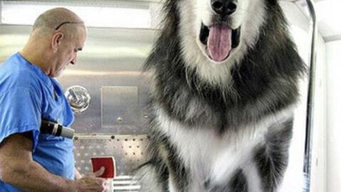 From Giant Dogs To Mini Crocodiles, These Animals Have To Be Seen To Be Believed