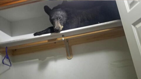 She Heard Something Snoring in the Wardrobe – And Couldn’t Believe What Was Inside