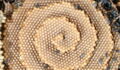Australian Bees Are Creating Stunning Spiral Shaped Hives, Leaving Scientists Baffled
