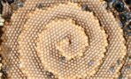 Australian Bees Are Creating Stunning Spiral Shaped Hives, Leaving Scientists Baffled