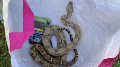 One Of The Most Dangerous Snakes In The World... Found In A Shopping Bag
