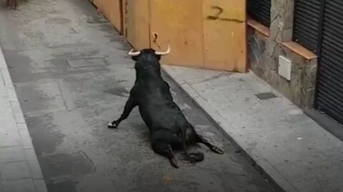 Shocking Footage Of Bull Dragging Himself Along After Breaking Both Of His Legs