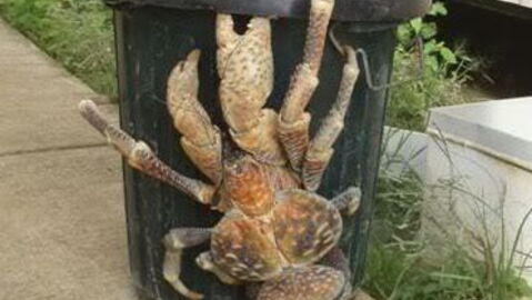 Coconut Crab