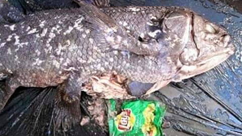 Tragic Photo Shared By Environmental Group Raises Some Serious Questions