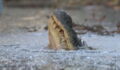 These Alligators Have Come Up With A Very Unusual Strategy To Survive The Cold