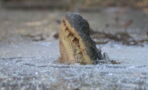 These Alligators Have Come Up With A Very Unusual Strategy To Survive The Cold