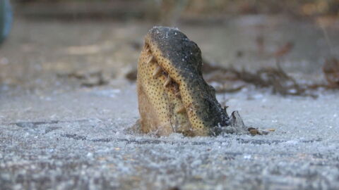 These Alligators Have Come Up With A Very Unusual Strategy To Survive The Cold