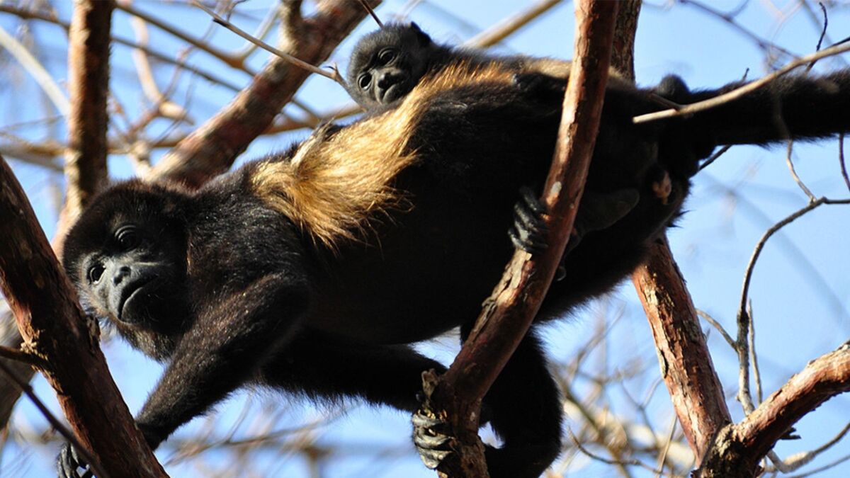 These Costa Rican Monkeys Are Changing Colour... And It's All Our Fault