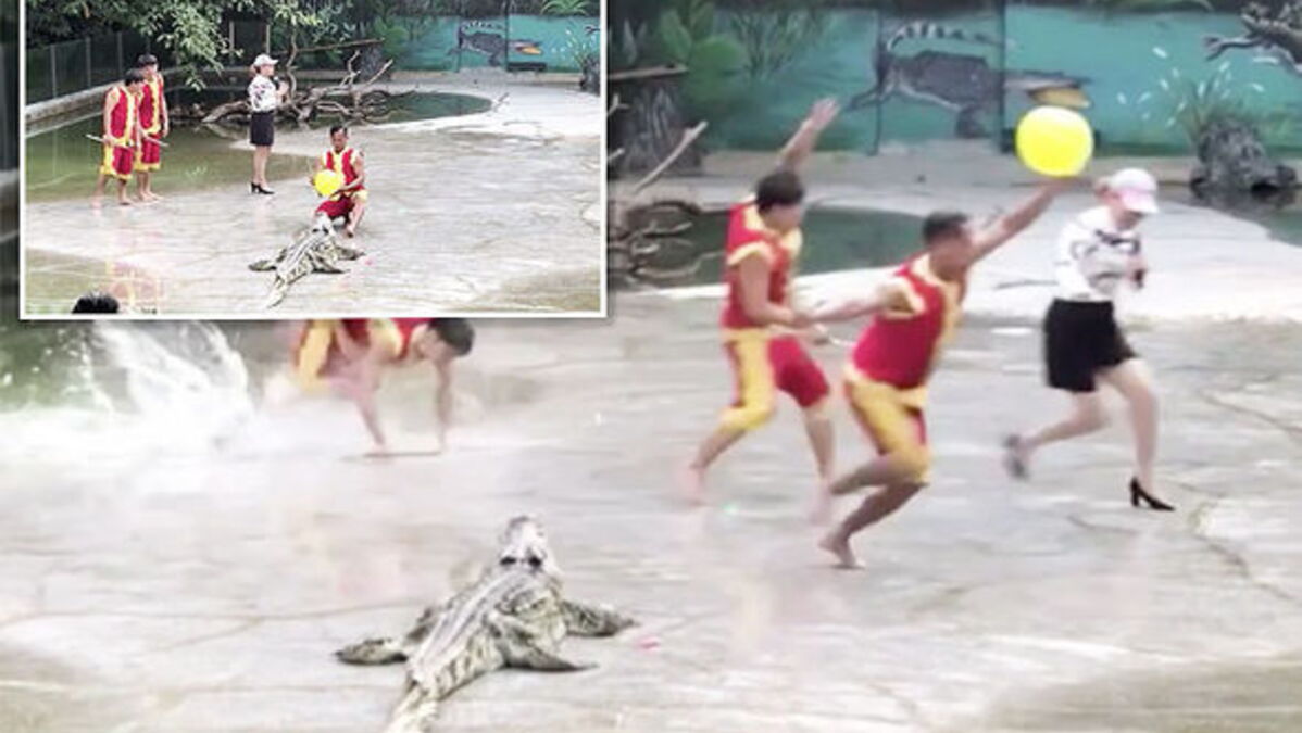 Watch The Terrifying Moment A Crocodile Handler Slips Into Water During