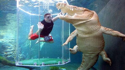 This Australian Attraction Gives You The Chance To Swim With Crocodiles