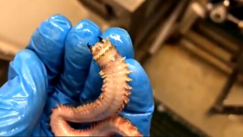 He Found Something Seriously Bizarre Deep In The Sea