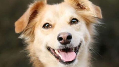 Kissing Your Dog Could Be Seriously Dangerous for Your Health