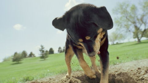 A Dog Discovered Something Incredible Treasure in the Czech Republic