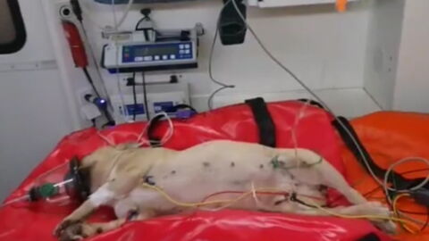 Man Arrested After Throwing Dog From A Three Story Building