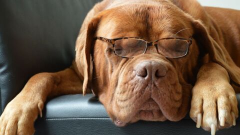 Here's Why Your Dog Is Probably Not As Smart As You Think