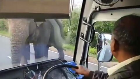 This Elephant Held Up A Bus For A Surprising Reason