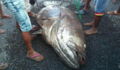 They Couldn't Believe Their Eyes When This Giant Fish Washed Up Onshore