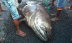They Couldn't Believe Their Eyes When This Giant Fish Washed Up Onshore