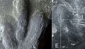 Uncovered Dinosaur Tracks Reveal What Their Skin Really Looked Like (VIDEO)