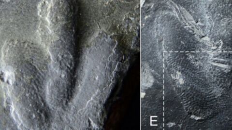Uncovered Dinosaur Tracks Reveal What Their Skin Really Looked Like (VIDEO)