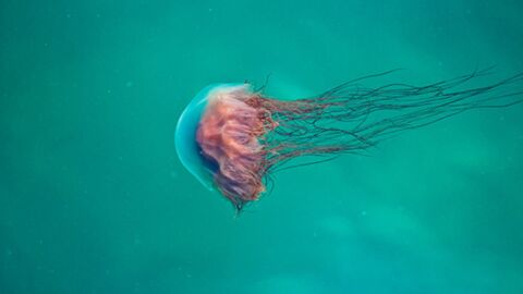 This Jellyfish Could Be The Longest Animal On Earth