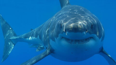 'The White Shark Café': Scientists Explain Their Latest Intriguing Discovery
