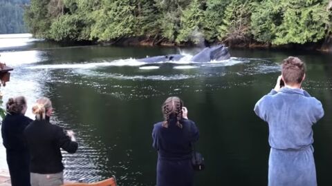 These Tourists Saw Something Incredible While Relaxing This Waterfront Resort