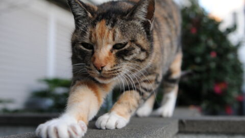 The Real Reason Your Cat Kneads You With Their Paws Might Surprise You...