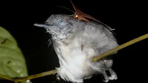This Creepy Video Shows A Moth DRINKING A Bird's Tears